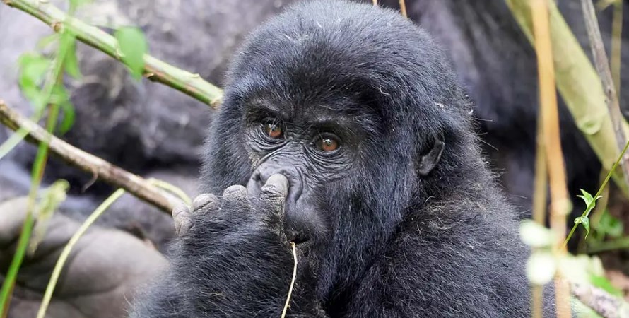 Gorilla Trekking In Uganda From Nairobi Kenya