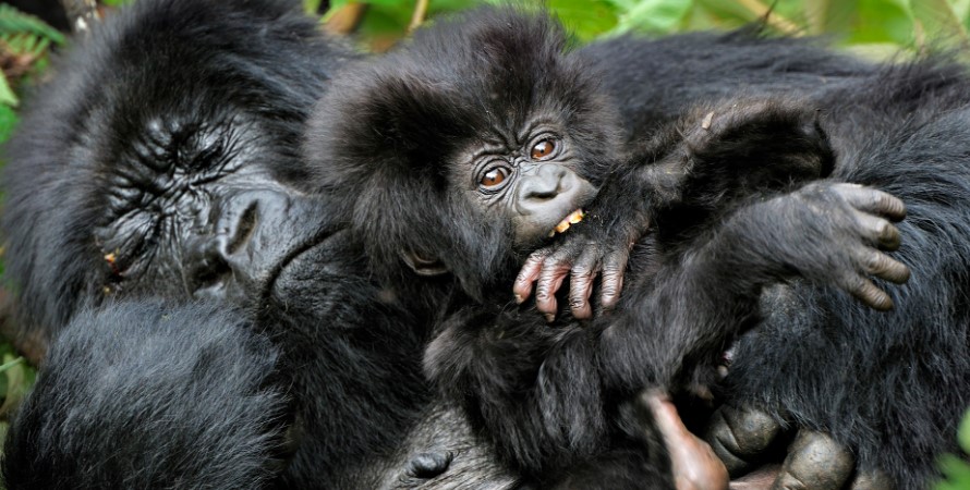 How Do Gorillas Sleep?