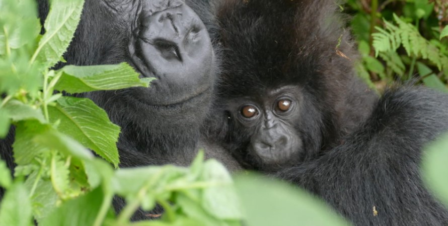 How Do You Call A Baby Gorilla?