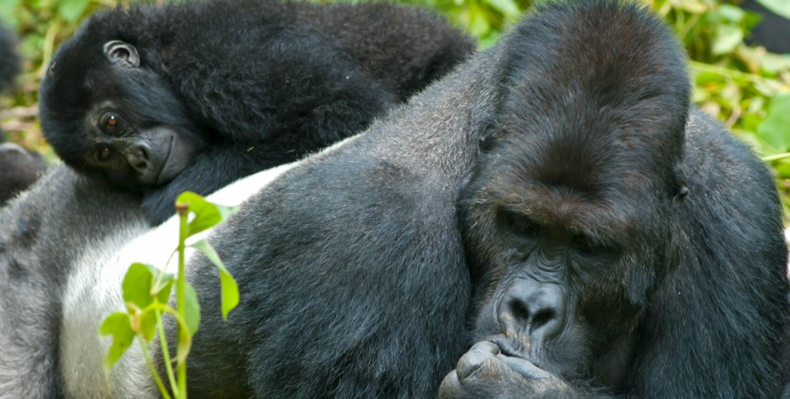 How Strong Are Gorillas?