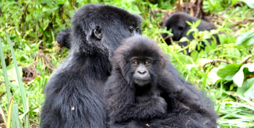 How To Save Mountain Gorillas in Africa