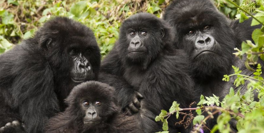 Is Gorilla Trekking Worth It?
