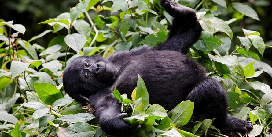 Low Season Gorilla Permits In Uganda