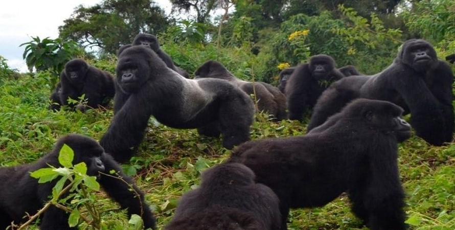 Lulengo Gorilla Family