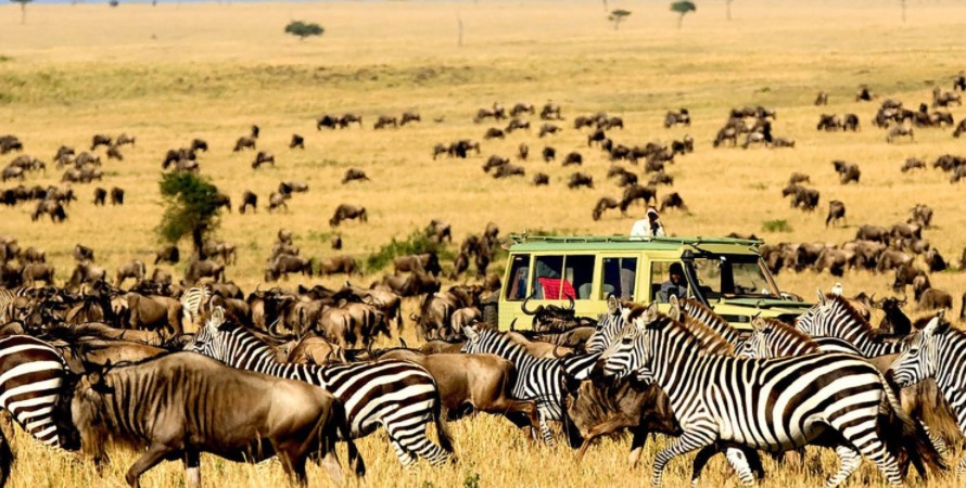 Masai Mara National Reserve Vs Serengeti national park- Most traveler always compare Masai Mara National Reserve and Serengeti national park and it is one of the most questions that our visitors who travel with us ta Africa adventure vacations always ask.