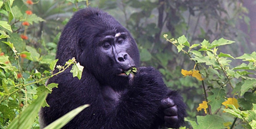 Minimum Age Of Gorilla Trekking