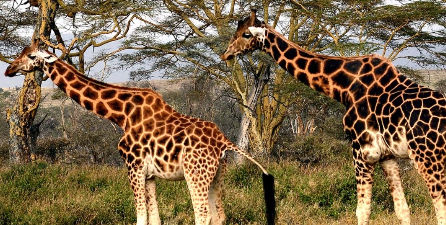 Uganda Wildlife Safaris, Out of Africa Lookout in Lake Nakuru National Park