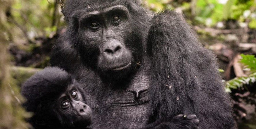 Gorilla Trekking Tours In Uganda From Arusha In Tanzania, Planning Gorilla Trekking From South Africa
