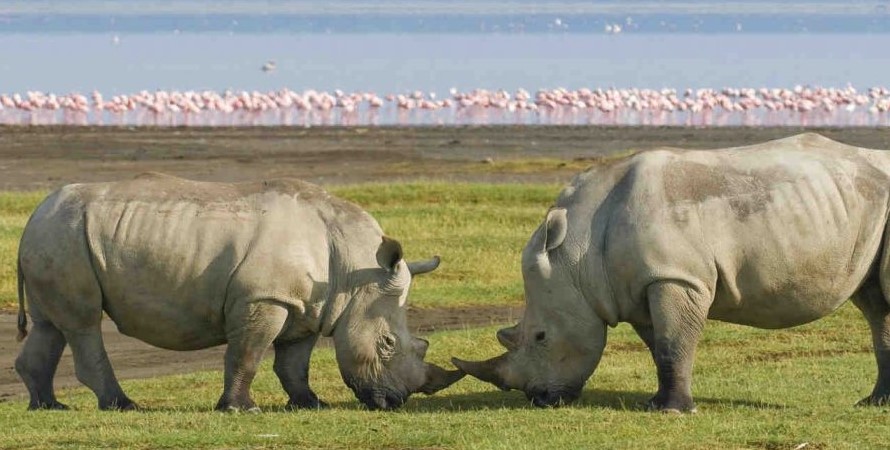 Rhino Sanctuary In Lake Nakuru National Park
