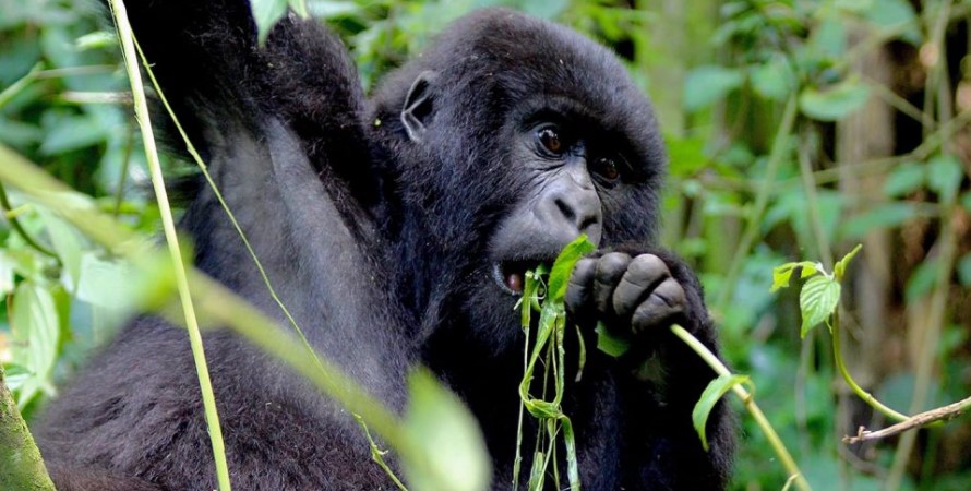 Uganda Gorilla Safaris, Trekking Gorillas In The Rainy Season