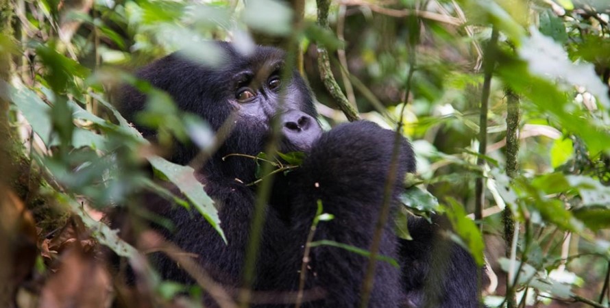 Best Time To See Mountain Gorillas In Uganda