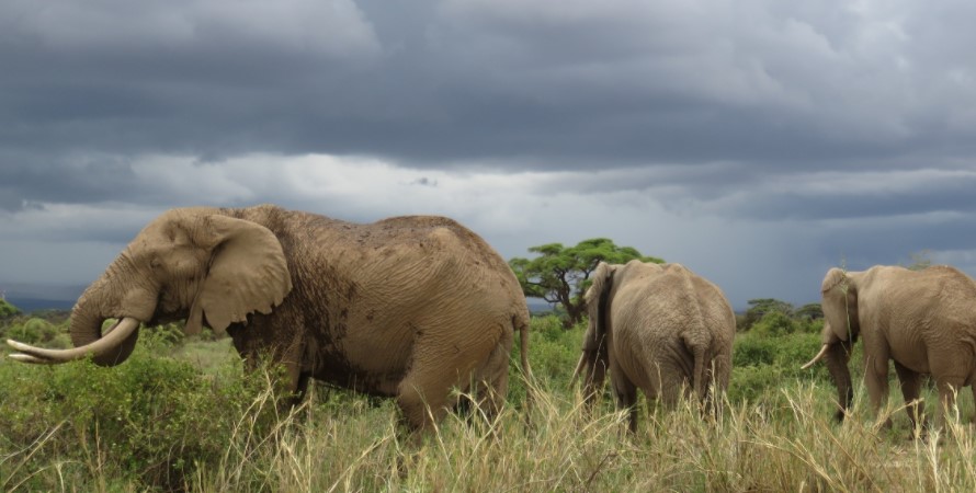 Private safaris , What to expect in Amboseli National Park
