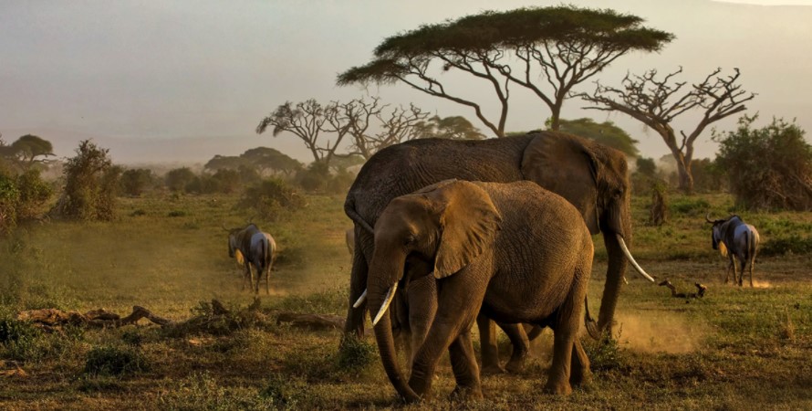 3 Days of Amboseli safari is one of the perfect short safaris that are organized for the travelers interested in exploring the Amboseli national park