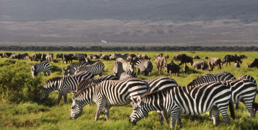 Observation hill in Amboseli National Park: This was once at a time called the poacher's hill and it has become a popular attraction that is located in the middle of the Amboseli national park. The observation hill is the only spot in the Amboseli national park