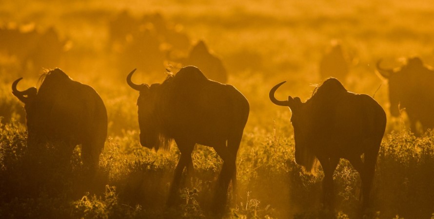 Group safari activities on Kenya holiday