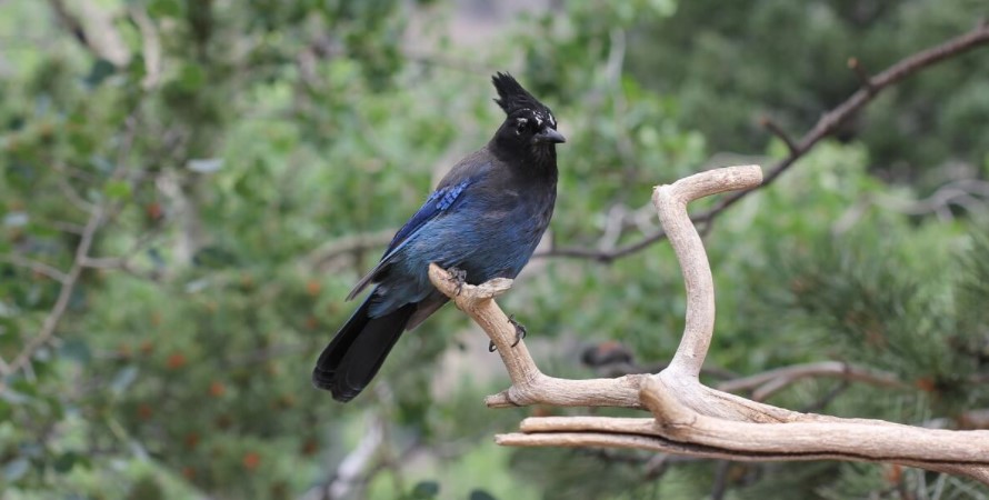 Bird species found in Naivasha National Park
