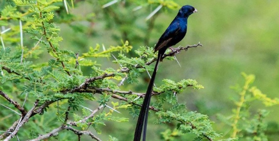 Bird species of Chyulu Hills National Park