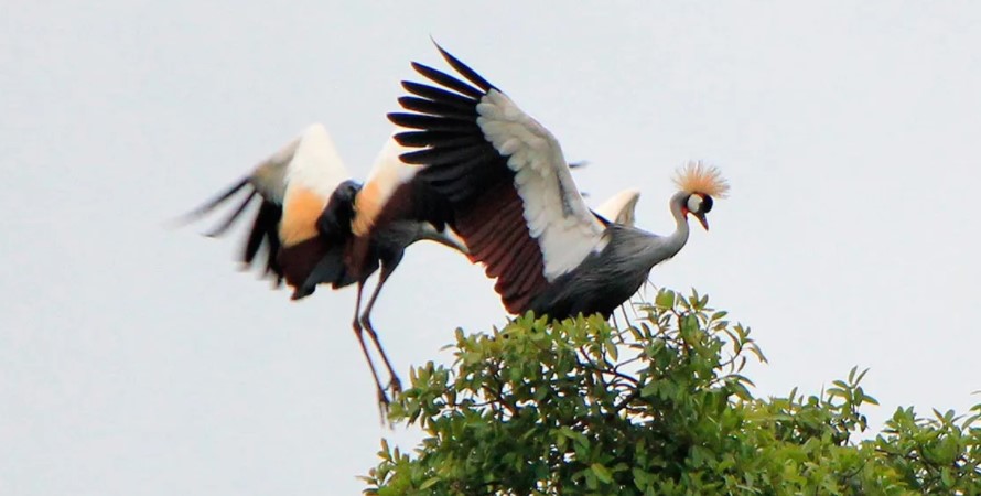 Bird watching in Nairobi National Park:  There are more than 532 species of birds inhabiting the Nairobi National Park. These birds’ species were recorded at times when the park was first opened for tourism. Nairobi national park covers an area of 117