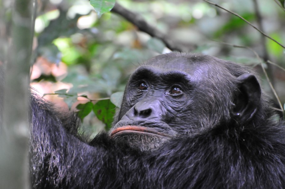 Uganda can be tracked in Kibale forest national park which has over 1500 chimpanzees, Kyambura gorge of queen Elizabeth national park with over 600 chimpanzees, Budongo forests in Murchison falls national park and Kaniyo Pabidi forests