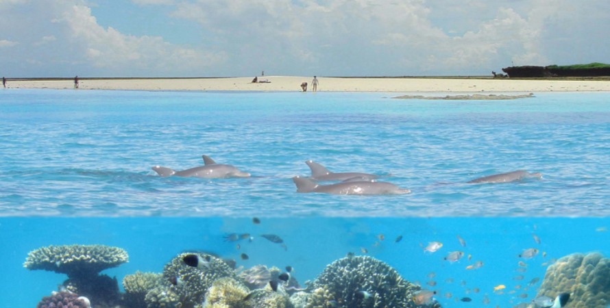 Kenya is one of the few international locations with a set of numerous sea animal existence? The unexploited Kisite Mpunguti Marine National Park is the cute vacation spot for any traveler who's interested in exploring and experiencing the ocean's existence in terms of Kenya vacation spot