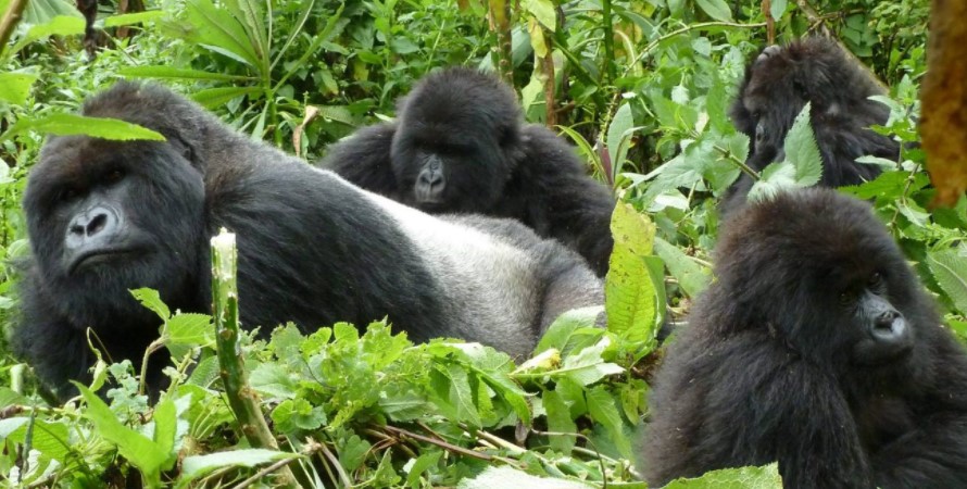 Mountain Gorilla Habituation Experience is only done in Uganda and its currently being done Rushaga and Nkuringo sectors of Bwindi impenetrable forest national park
