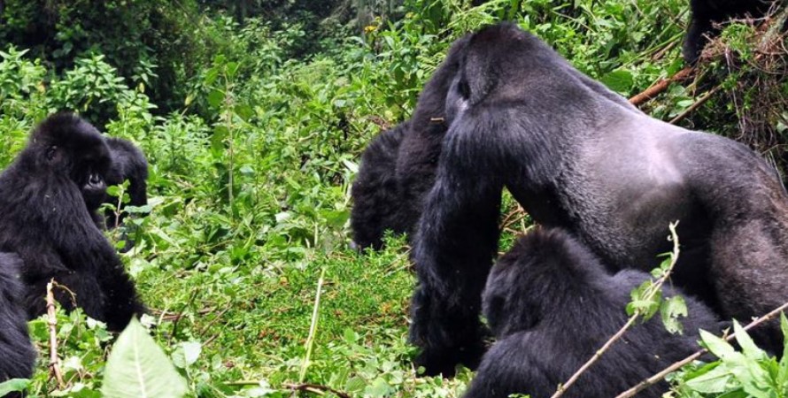 Mountain gorilla habituation experience is only done in Uganda and its currently being done Rushaga and Nkuringo sectors of Bwindi impenetrable forest national park. Habituation is the process of making wild mountain gorillas