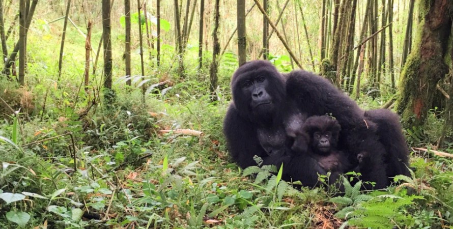 Mountain gorilla habituation experience is only done in Uganda and its currently being done Rushaga and Nkuringo sectors of Bwindi impenetrable forest national park. Habituation