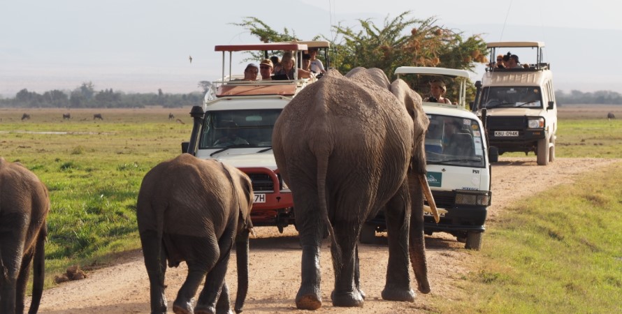 Masai Mara National Reserve and Serengeti national park are most likely the foremost and howling safari destinations that each visitor would really like to go to once stepping on the African wildness. The protected areas fancy the beautiful array of life species and fascinating