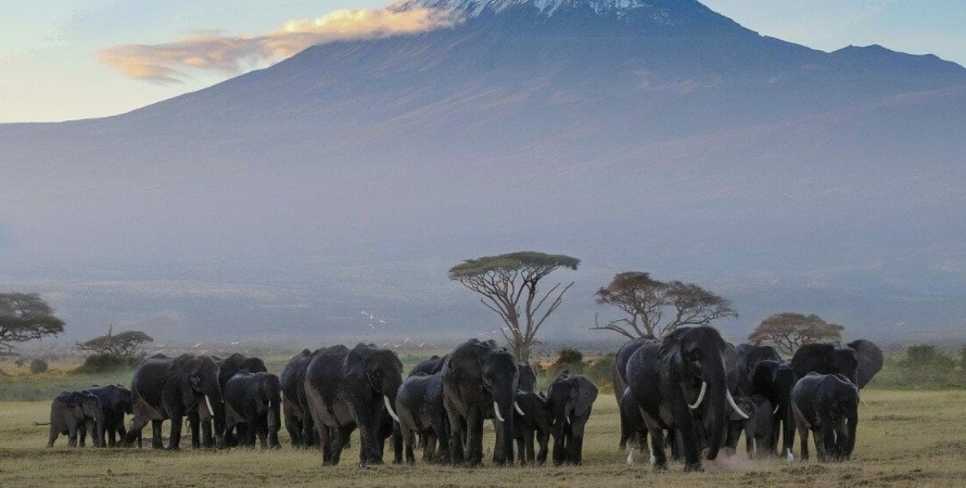 Amboseli National Park from Nairobi: Amboseli national is home to the African elephants that are crowned by the Africana highest mountains that she Kilimanjaro Mountains. Amboseli National Park is one of the most visited Kenyan protected areas