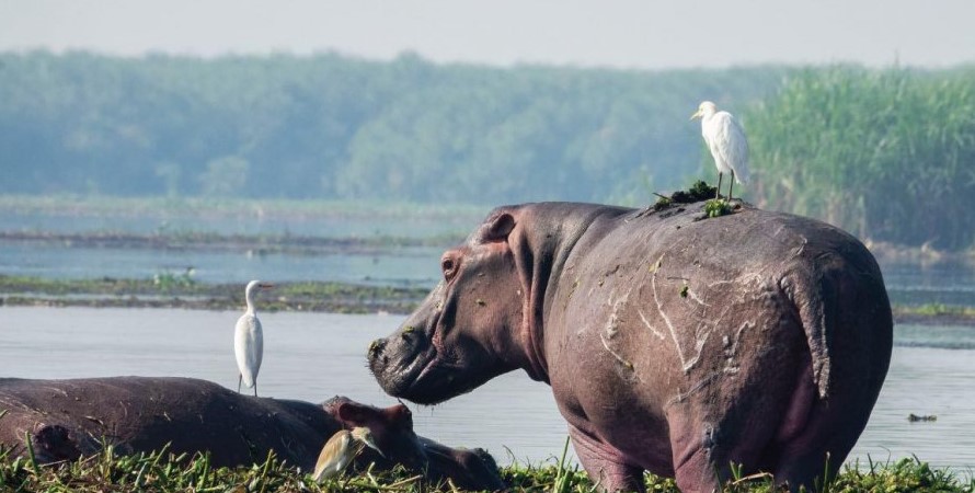 What You Should Expect On A Uganda Safari Trip