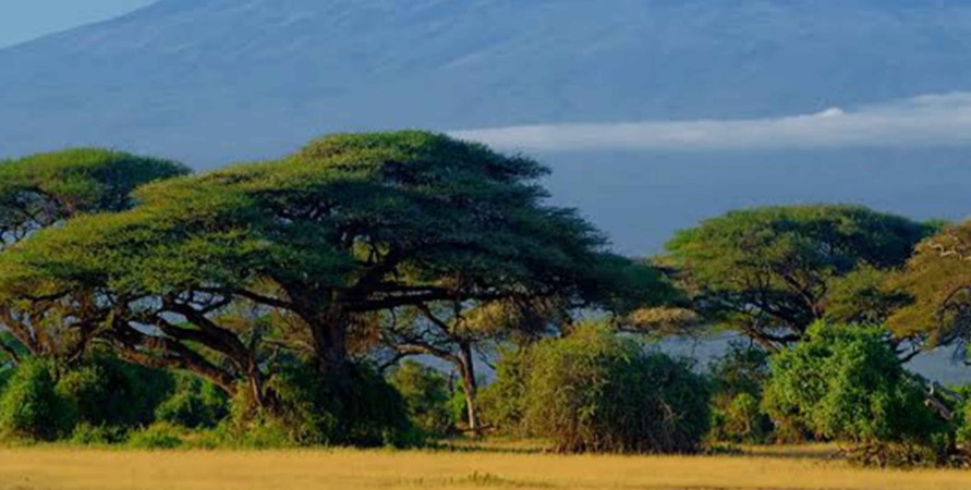 What to do in Amboseli National Park: Amboseli National Park features the best wildlife destination not only in Kenya but in the whole of Africa.  The park features unmatchable safari activities that provide an unforgettable wildlife experience