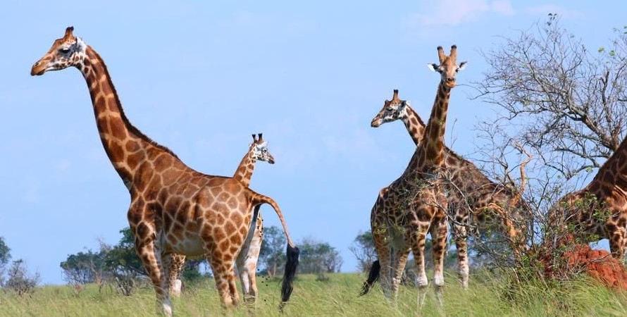 Is Uganda Good For African Safari?