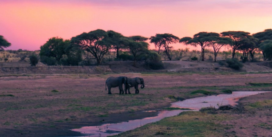 The best Ruaha National park of Tanzania