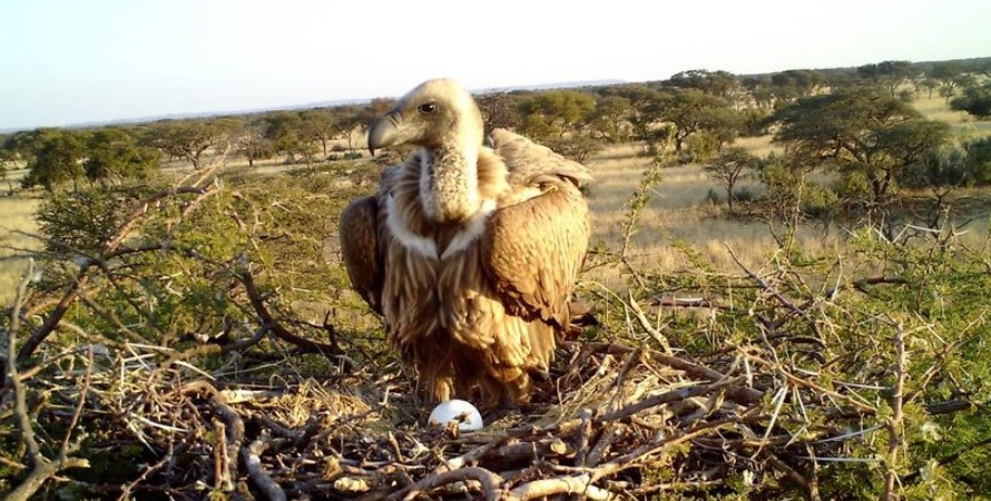 Vultures in Kenya