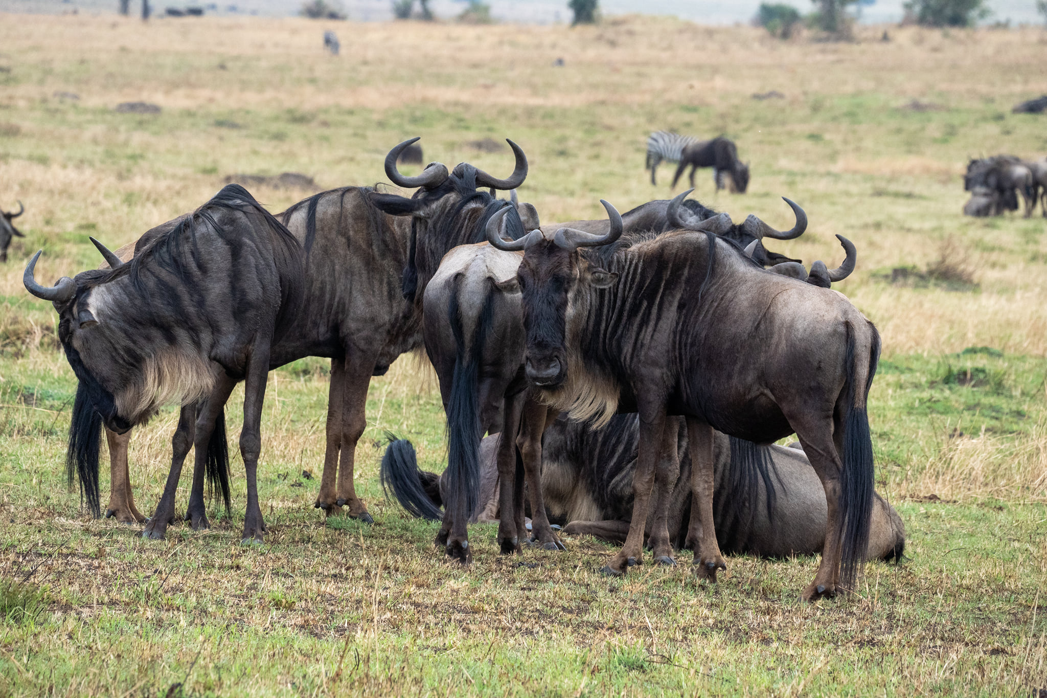Animals to see in Serengeti National Park.