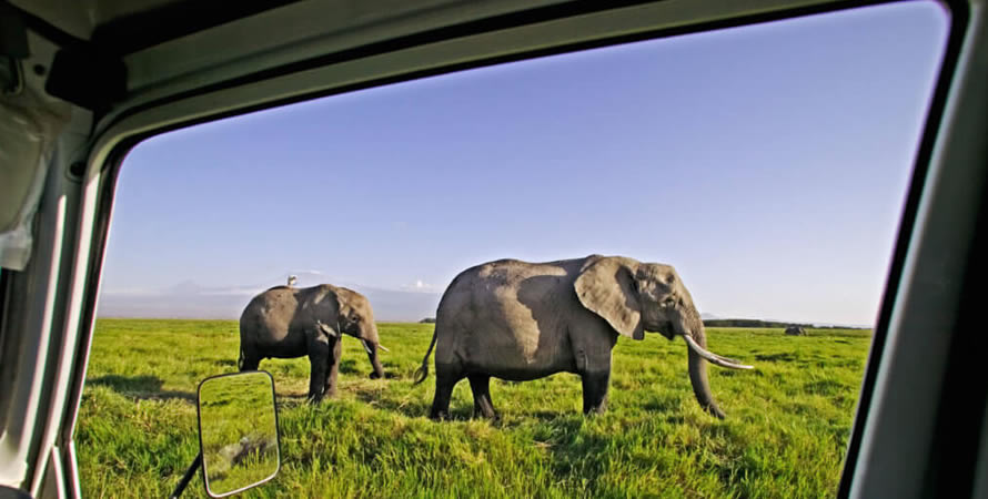 Best wildlife filming and photography tips in Kenya