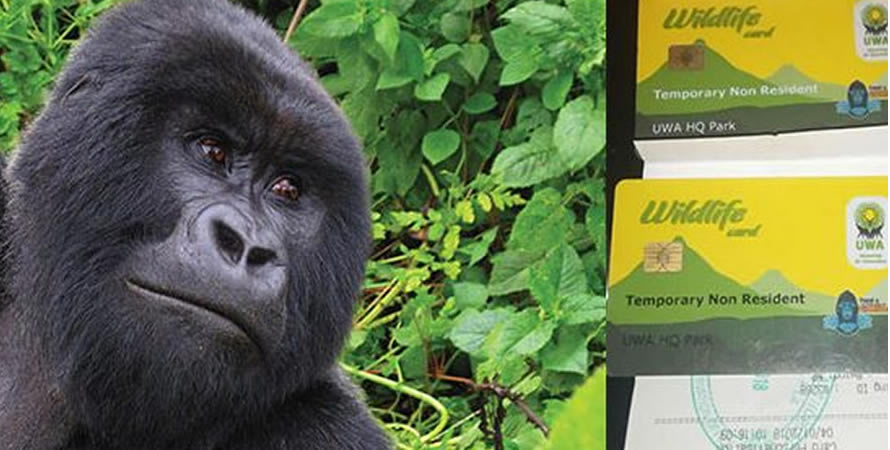Bwindi gorilla trekking permit