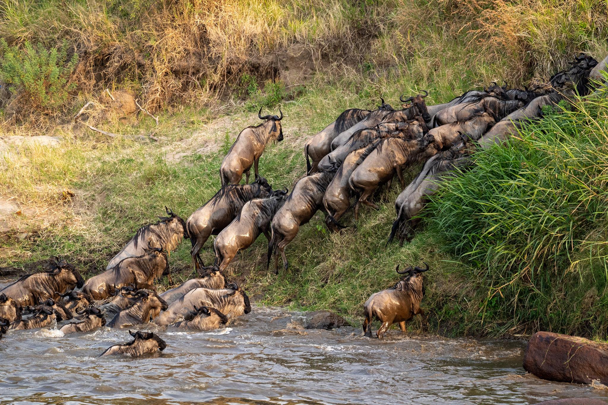 How to witness the Serengeti Wildebeest Migration