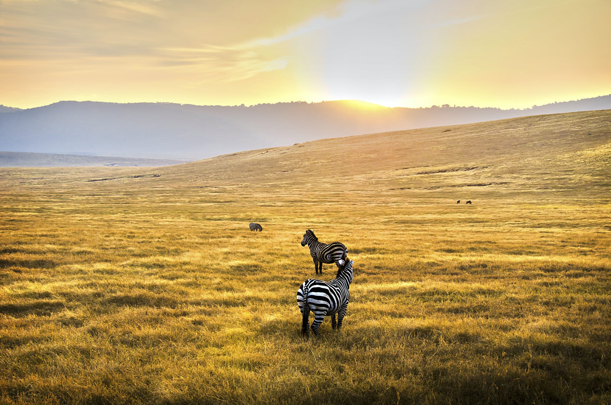 Plains of the Serengeti National Park