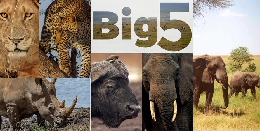 The big five animals of Serengeti National Park