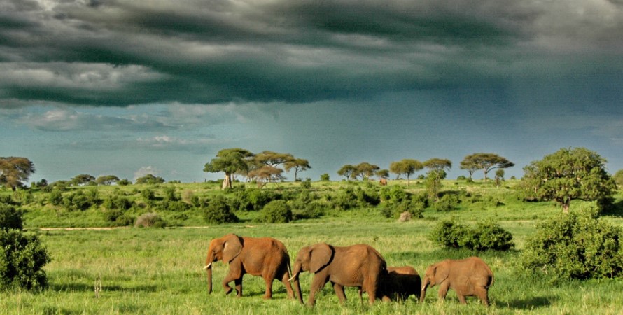The savannah plains of Serengeti National Park