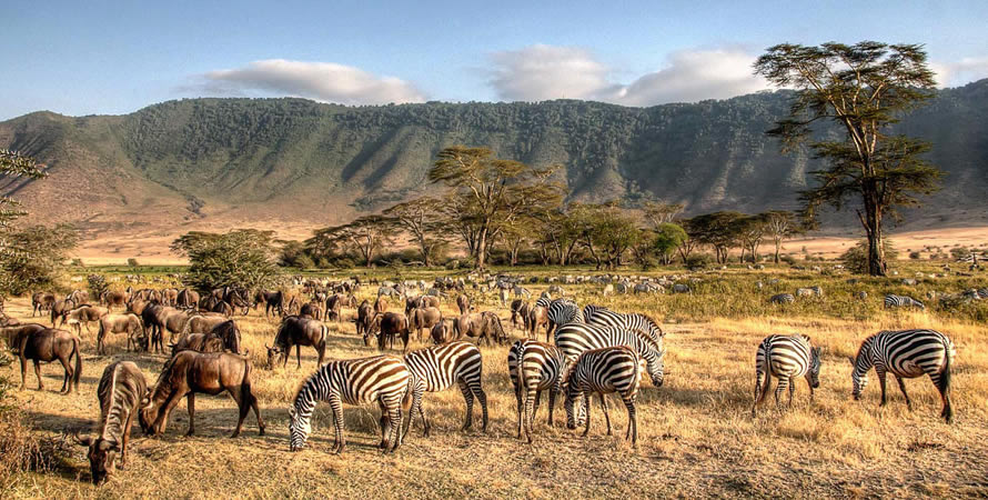 The wildlife of Tanzania