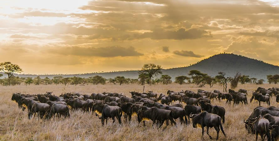 Where can I see the wildebeest migration now?