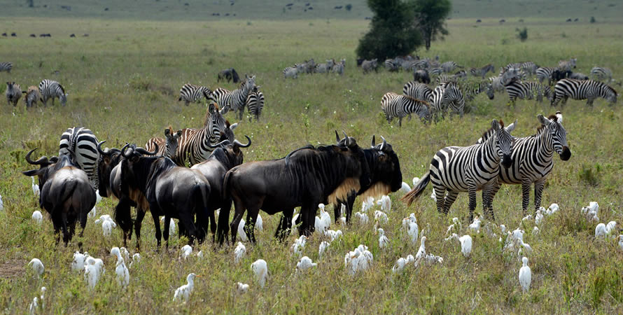 Wildlife in Serengeti National Park Tanzania