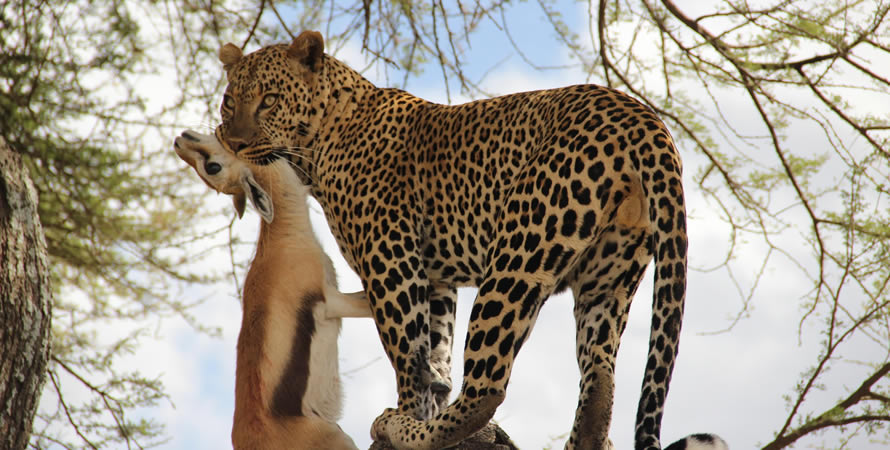 Wildlife sightings in Serengeti National Park