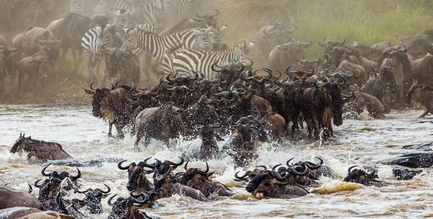 When is the best time to see the Tanzania wildebeest migration?