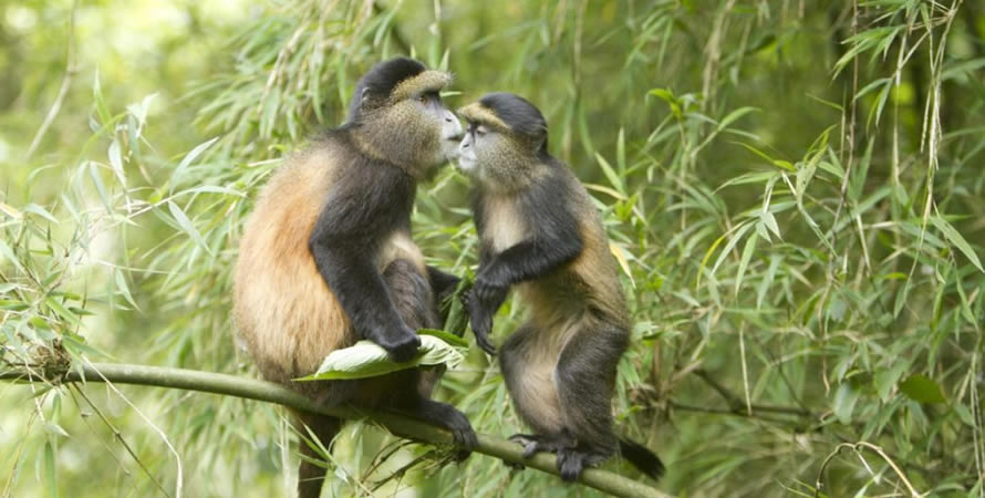 Price for golden monkey tracking permits in Uganda