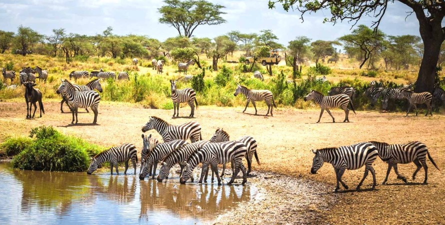A safari in Tanzania
