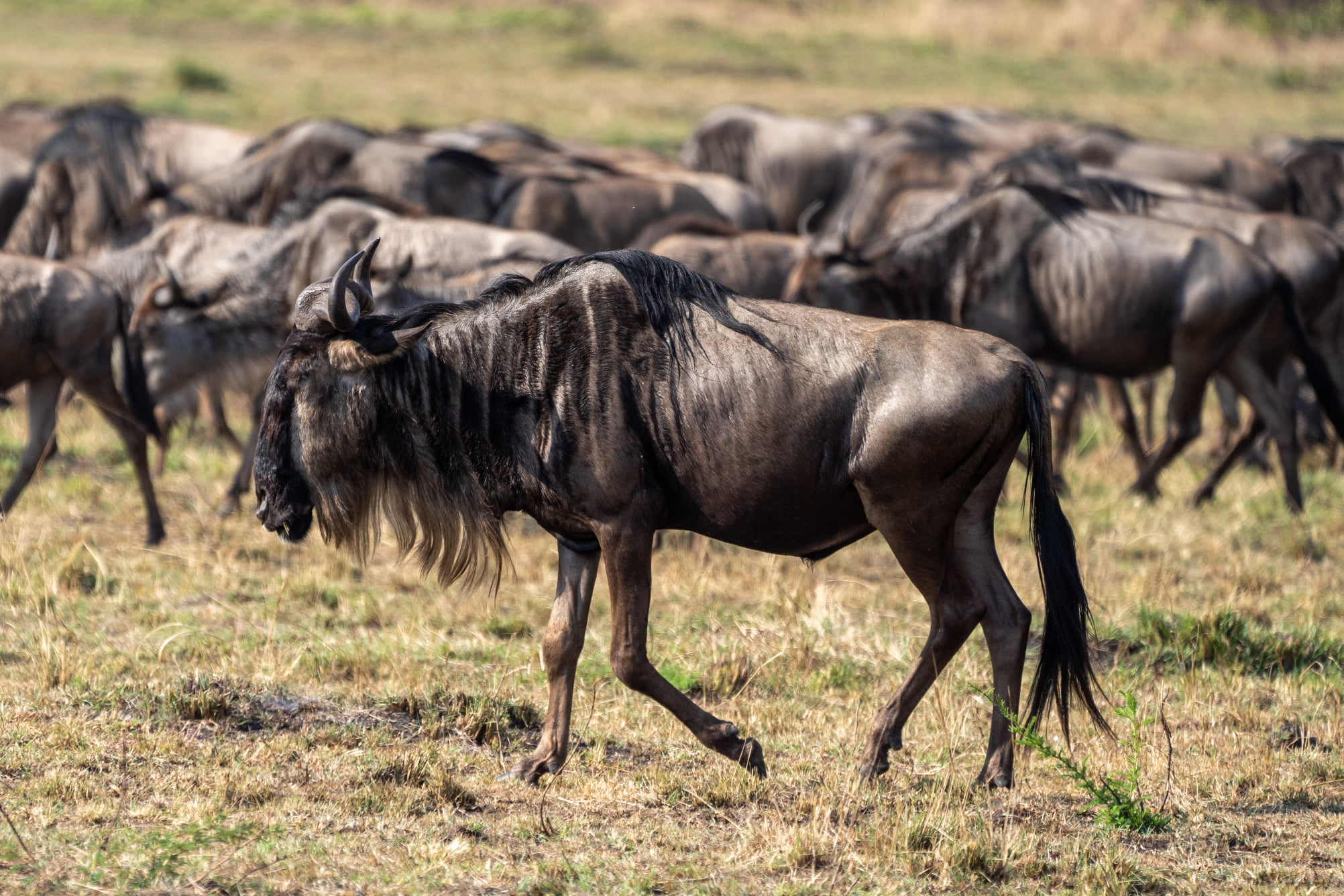 The great wildebeest migration in Serengeti National Park in Tanzania