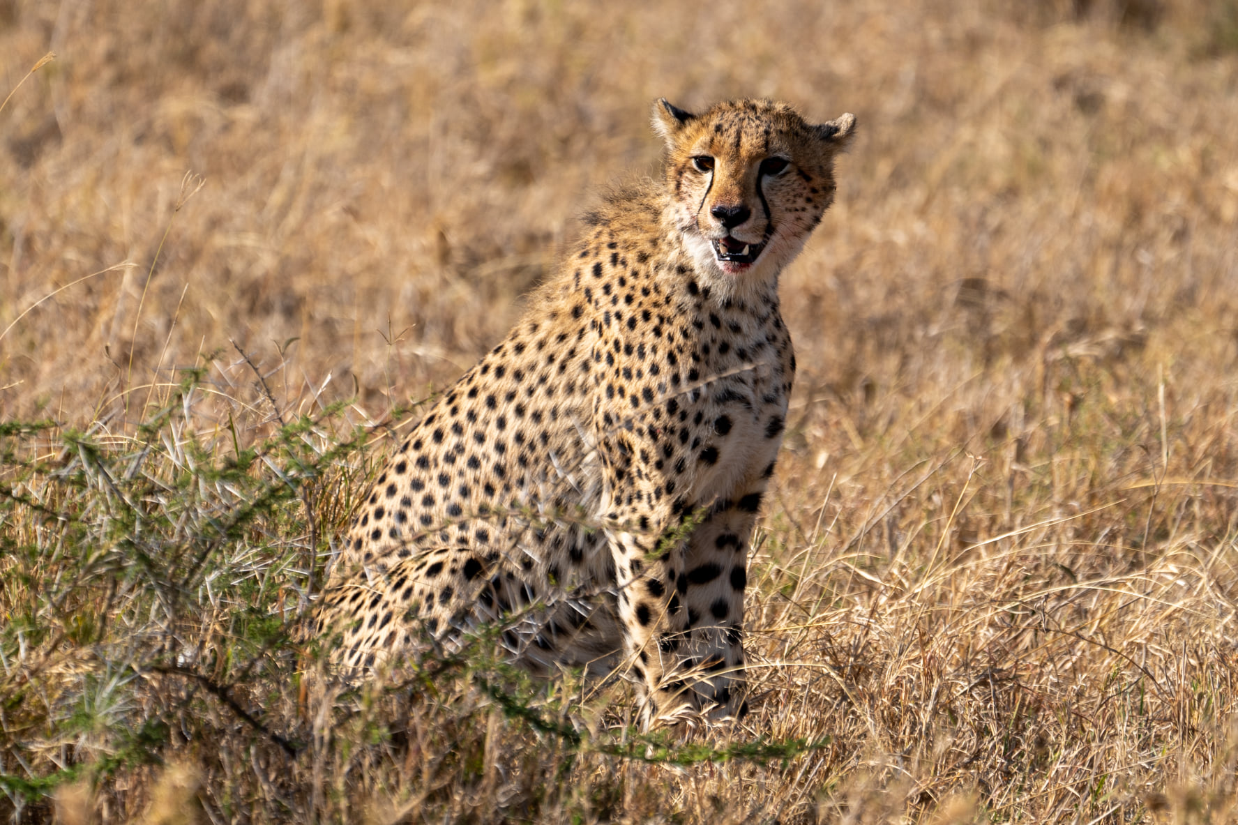 Cheetahs of Tanzania